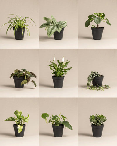 Kleine Überraschungspflanze