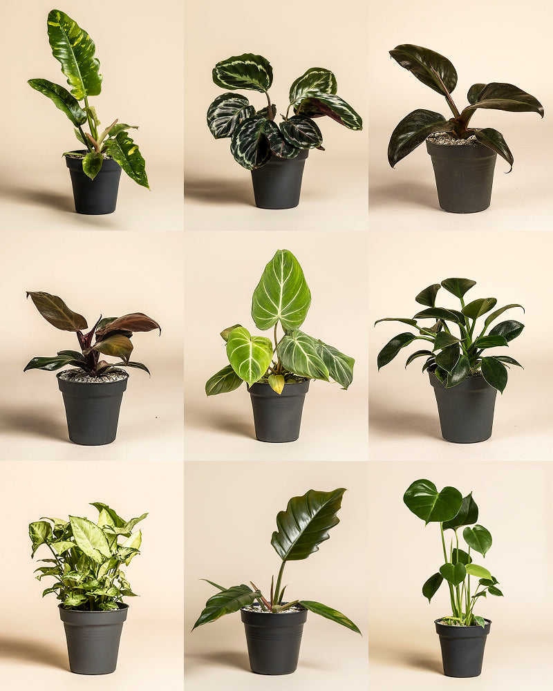 Ein Raster aus neun Kleinen Überraschungspflanzen (3er Set) in schwarzen Töpfen wird vor einem hellbeigen Hintergrund präsentiert. Jede Pflanze hat einzigartige Blätter, was sie zu einem perfekten kleinen Geschenk macht.