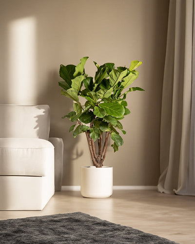 Eine Fiddle-Leaf-Figur steht im schlichten Kunststoff Topfset 'Lumi' (30, 22, 16) neben einem weißen Sofa in einem sanft beleuchteten, minimalistischen Wohnzimmer - perfekte Pflanzen-Deko.