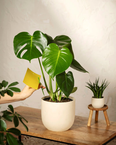 Eine Hand steckt eine gelbe Klebefalle vom Typ Gelbtafeln in die Erde einer Monstera im Topf auf einem Holztisch, um Trauermücken und zu kontrollieren. Eine kleinere Pflanze steht in der Nähe auf einem Hocker vor einem sanft beleuchteten neutralen Hintergrund.