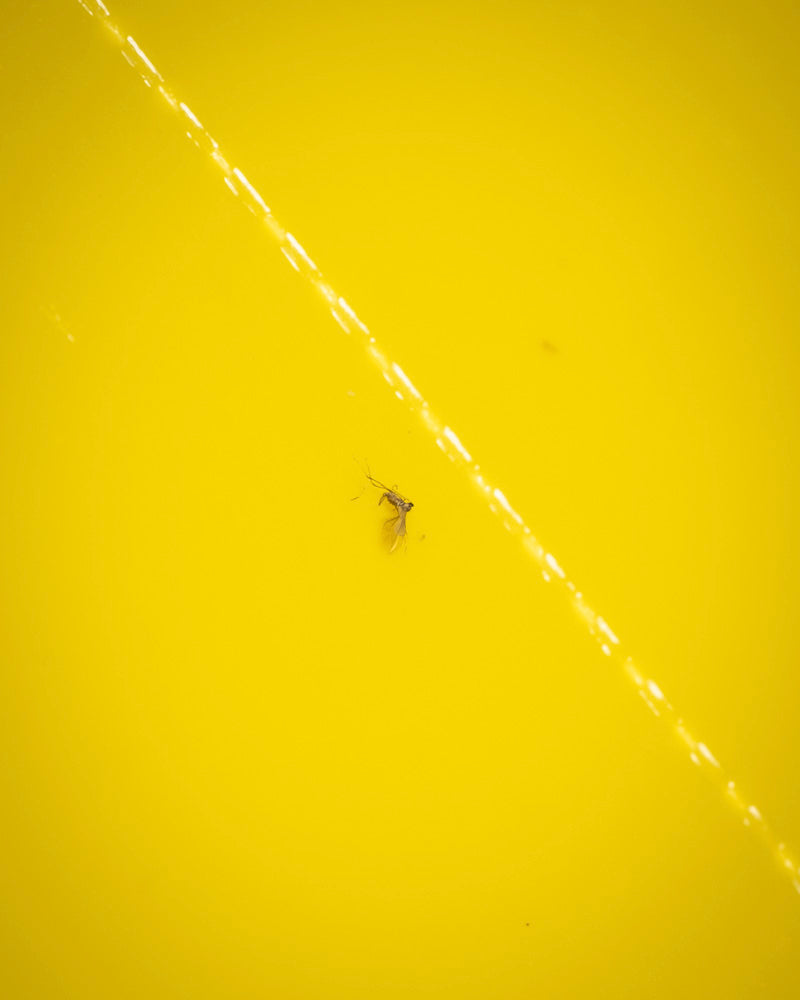 Ein kleines Insekt, möglicherweise eine Trauermücke oder ein anderer Schädling, schwimmt auf der gelben Oberfläche einer Gelbtafeln mit einer hellen diagonalen Reflexion.