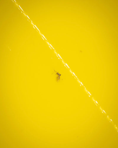 Ein kleines Insekt, möglicherweise eine Trauermücke oder ein anderer Schädling, schwimmt auf der gelben Oberfläche einer Gelbtafeln mit einer hellen diagonalen Reflexion.