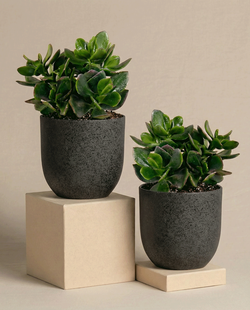Das Geldbaum-Duo besteht aus zwei grünen Sukkulenten, darunter eine Jade-Pflanze, in dunkel strukturierten Töpfen, die auf beigen Blöcken stehen. Dieses minimalistische und moderne Arrangement hebt sich von einem neutralen Hintergrund ab.