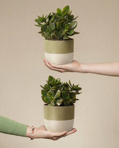 Zwei Hände halten identische "Geldbaum Duo"-Keramiktöpfe mit Jadepflanzen übereinander vor einem beigen Hintergrund. Die untere Hand trägt einen grünen Ärmel und ein Perlenarmband.