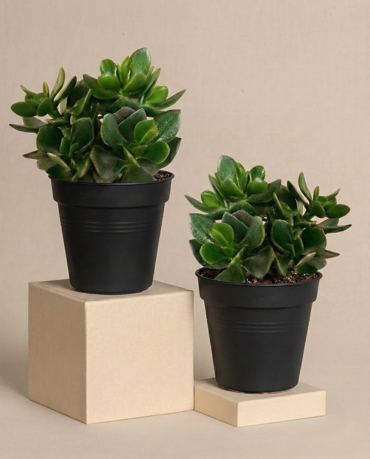 Zwei Geldbaum Duo-Pflanzen in schwarzen Töpfen stehen auf hellbeigen quadratischen Sockeln vor einem einfarbig beigen Hintergrund. Ihre dicken, gesunden Blätter verleihen der Szene einen lebendigen Hauch von natürlicher Schönheit.