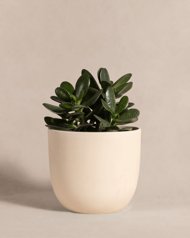 Ein kleiner grüner Geldbaum mit dicken Blättern sitzt in einem einfachen, runden beigen Topf vor einem hellen Hintergrund. In der Mitte befindet sich die Crassula ovata, die ihre dichte Blattstruktur zur Schau stellt.