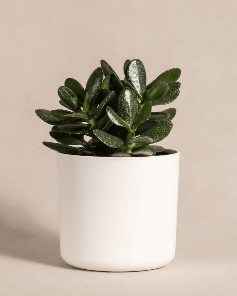 Ein Geldbaum mit dicken, glänzend grünen Blättern wird in einem einfachen weißen Topf vor einem neutralen Hintergrund präsentiert und ist gut beleuchtet, um sein leuchtendes Laub hervorzuheben.