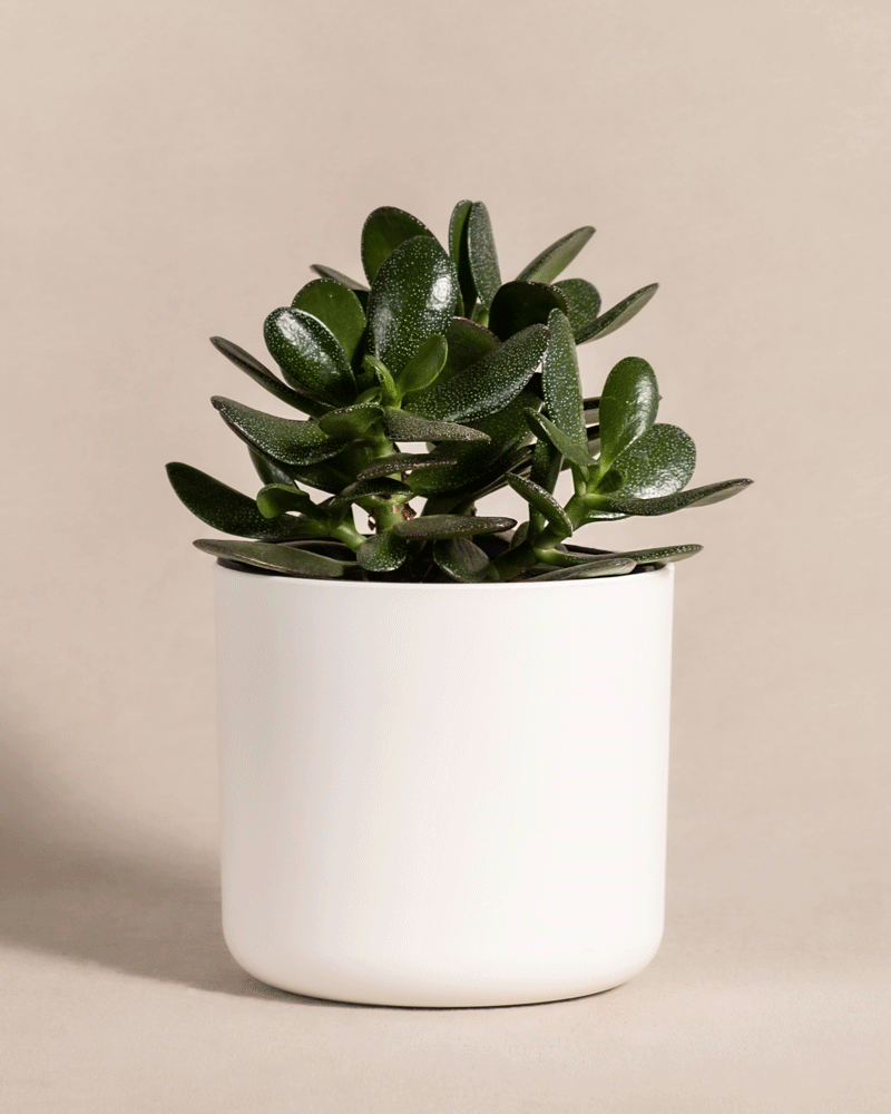 Zimmerpflanzen auf dem Balkon - Sommerpflege – feey GmbH Zimmerpflanzen auf dem Balkon - Sommerpflege – feey GmbH