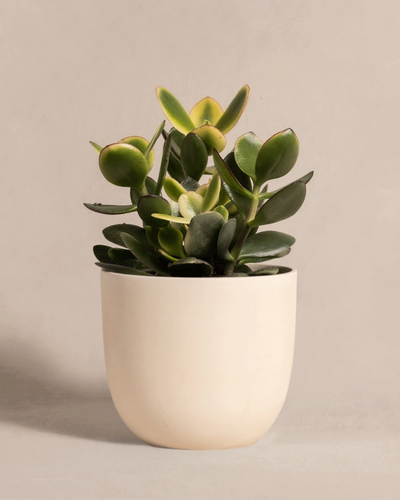 Eine kleine Crassula ovata, bekannt als Geldbaum panaschiert, hat dicke ovale grüne Blätter mit hellerer Mitte und dunkleren Rändern in einem glatten beigen Topf vor einem neutralen Hintergrund, was einen lebendigen Kontrast erzeugt.