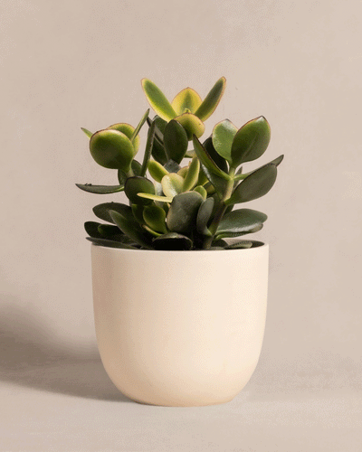 Eine kleine Crassula ovata, bekannt als Geldbaum panaschiert, hat dicke ovale grüne Blätter mit hellerer Mitte und dunkleren Rändern in einem glatten beigen Topf vor einem neutralen Hintergrund, was einen lebendigen Kontrast erzeugt.