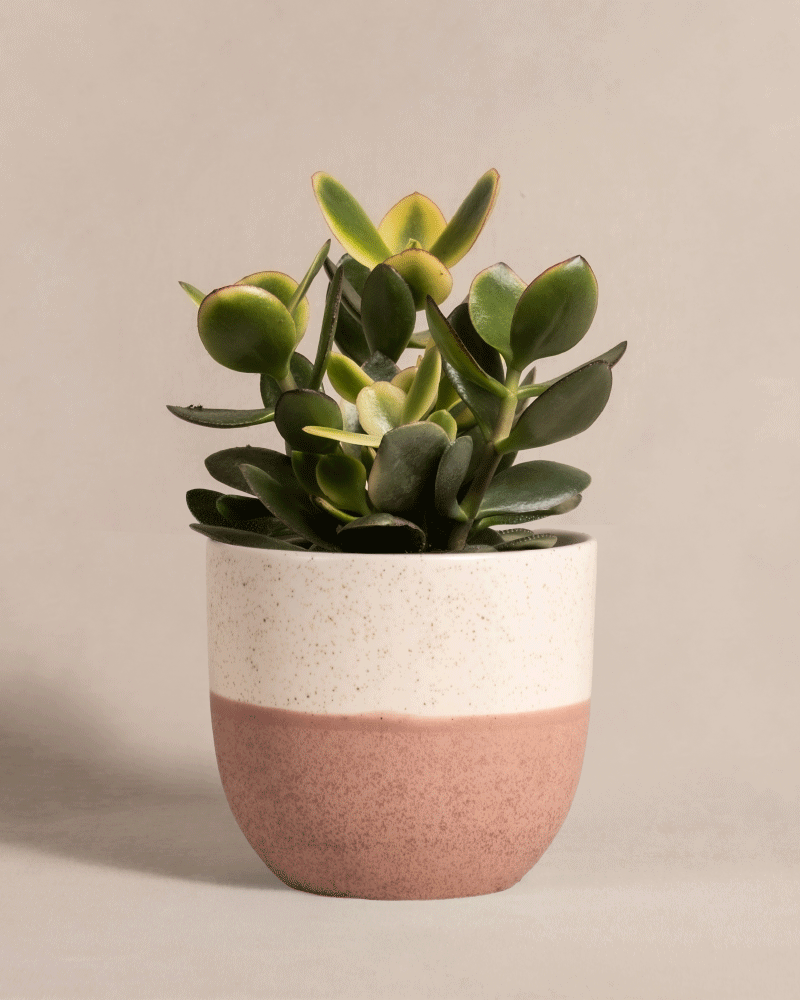 Der Geldbaum panaschiert, eine kleine Crassula ovata oder Geldbaum mit dicken, glänzend grünen Blättern, steht in einem zweifarbigen Keramiktopf mit gesprenkeltem cremefarbenen Deckel und Terrakotta-Boden vor einem sanft beigen Hintergrund.