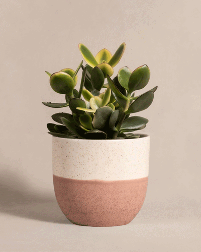Der Geldbaum panaschiert, eine kleine Crassula ovata oder Geldbaum mit dicken, glänzend grünen Blättern, steht in einem zweifarbigen Keramiktopf mit gesprenkeltem cremefarbenen Deckel und Terrakotta-Boden vor einem sanft beigen Hintergrund.