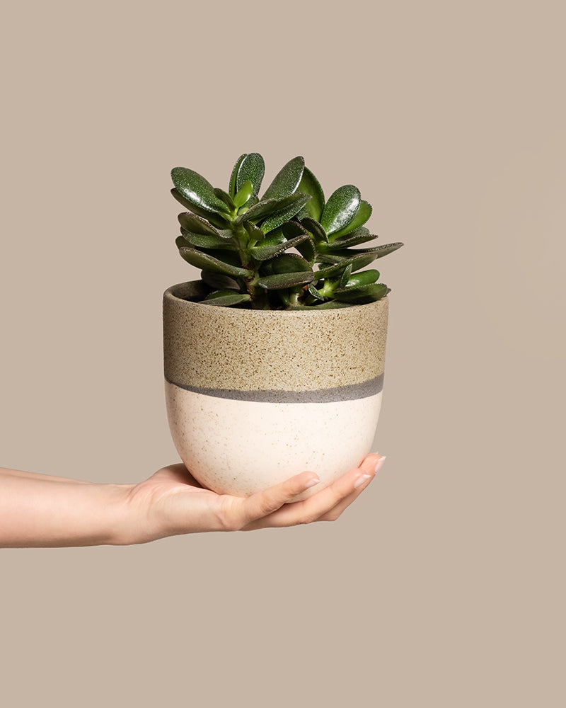 Eine Hand hält sanft einen kleinen Keramiktopf mit Crassula ovata, auch Geldbaum genannt. Der Topf hat ein strukturiertes, erdiges Beige- und Taupe-Design. Die leuchtend grünen Blätter der Jadepflanze heben sich vom soliden, gedämpften Beige-Hintergrund ab.