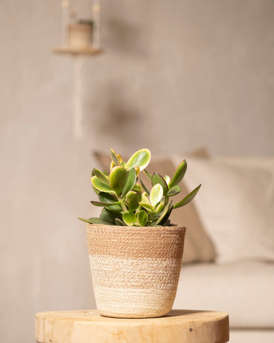 Ein kleiner grüner Geldbaum, panaschiert in einem geflochtenen Topf, steht auf einem Holztisch. Im Hintergrund ist ein neutral getönter Raum mit einem verschwommenen beigefarbenen Sofa und einem dekorativen Wandregal zu sehen.