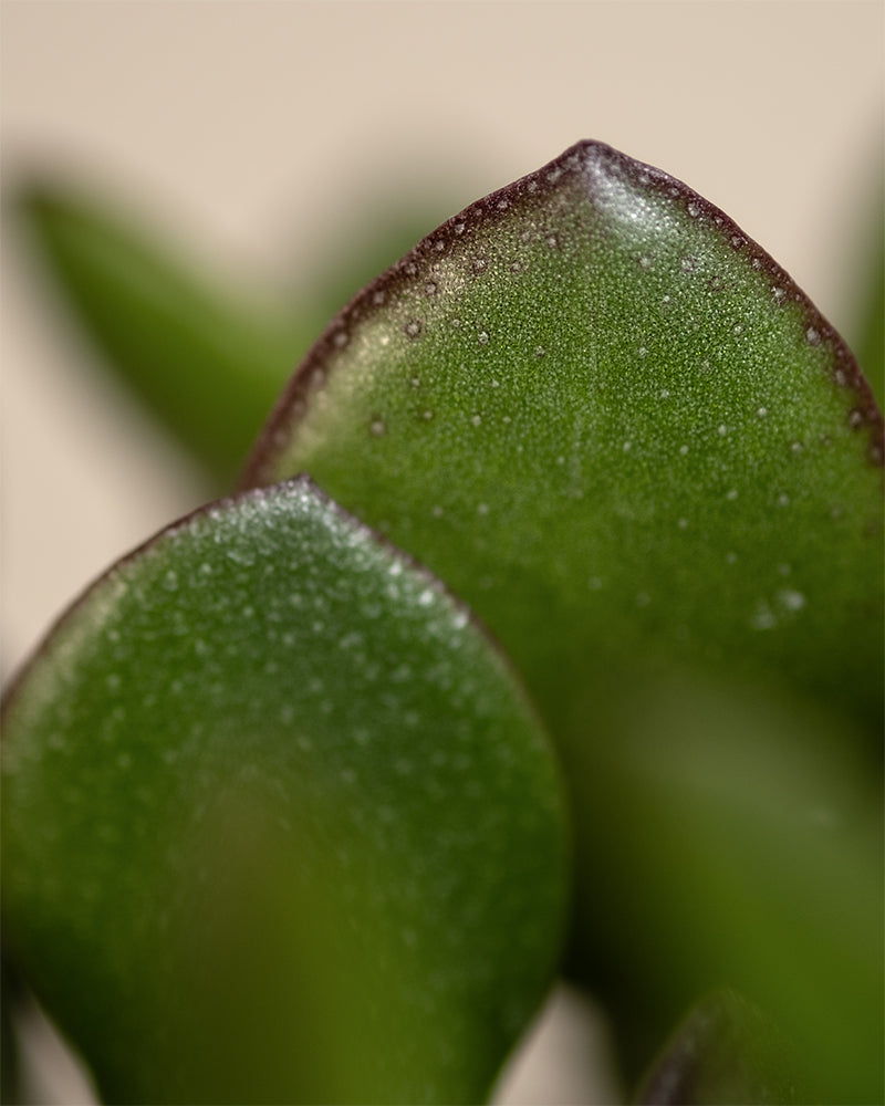 Nahaufnahme des Geldbaums mit saftigen Blättern mit glatter grüner Oberfläche und dunkelvioletten Rändern. Die Textur ist leicht wachsartig mit winzigen Tropfen, vor einem sanft verschwommenen beigen Hintergrund, der die Blattdetails hervorhebt.