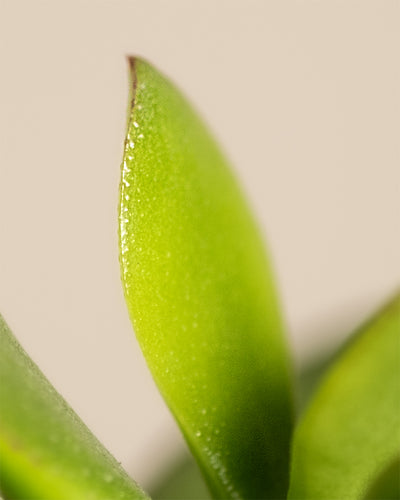 Detailaufnahme von einem Geldbaum-Blatt.