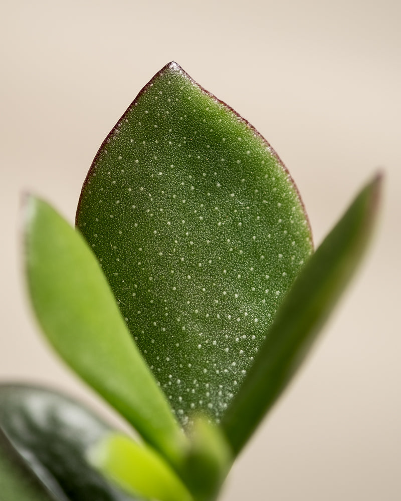 Detailaufnahme von einem Geldbaum-Blatt.