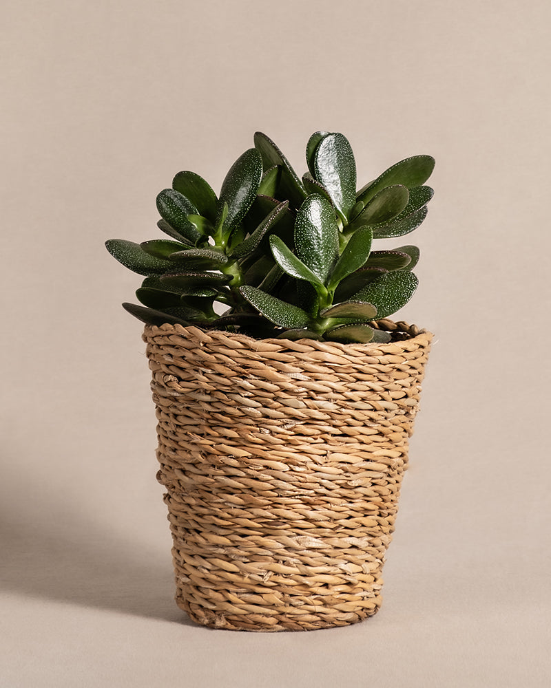 Ein kleiner Geldbaum wird in einem geflochtenen Korbtopf präsentiert und präsentiert seine glänzend grünen Blätter vor einem neutralen Hintergrund.