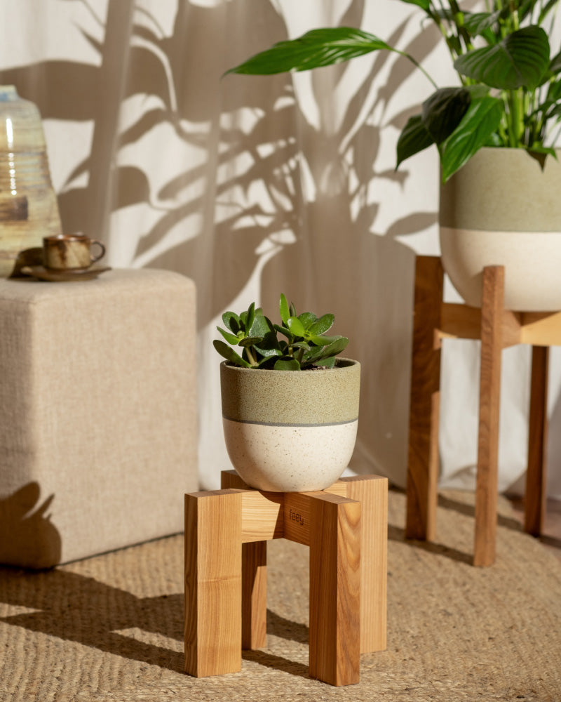 Der Geldbaum auf einem Holzhocker steht im Vordergrund und wirft komplizierte Schatten, dahinter steht eine größere Pflanze. Neutrale Töne schaffen eine gemütliche Atmosphäre, die durch das einfallende Sonnenlicht noch verstärkt wird.