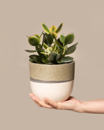 Eine Hand hält sanft einen kleinen, runden Keramiktopf mit einer Crassula ovata. Das gesprenkelte beige-graue Design des Topfes harmoniert mit den leuchtenden Blättern des Geldbaums panaschiert vor einem hellbraunen Hintergrund.