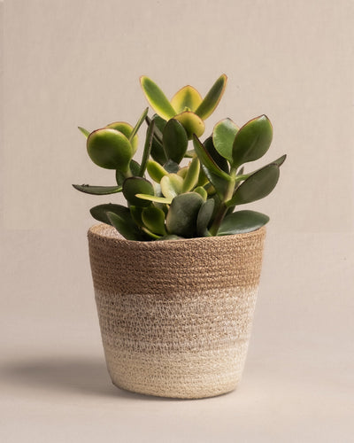 Ein kleiner panaschierter Geldbaum mit dicken, runden grünen Blättern sitzt in einem geflochtenen, zweifarbigen Korb. Die naturbeige Farbgebung bildet einen neutralen Kontrast zur minimalistischen, hellen Oberfläche und dem Hintergrund.