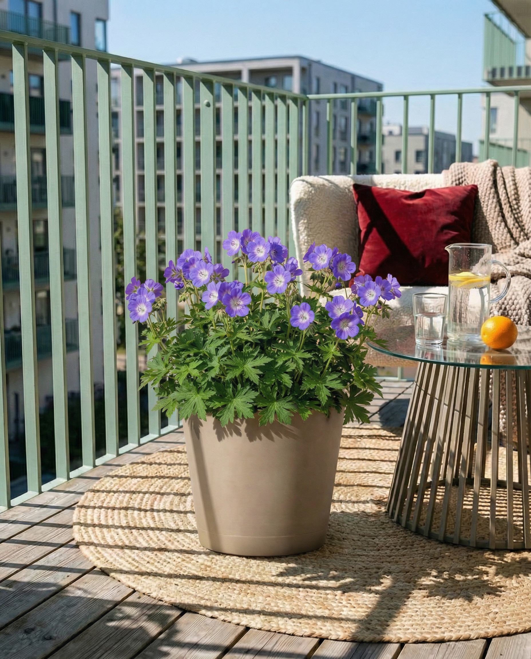 Auf einem sonnigen Balkon steht auf einem runden Webteppich eine getopfte Geranie (blau) mit lila Blüten. Dahinter stehen ein Glastisch mit Getränken und einer Orange sowie ein gemütlicher Stuhl. Wohnhäuser im Hintergrund vervollständigen diesen Gartenschatz.