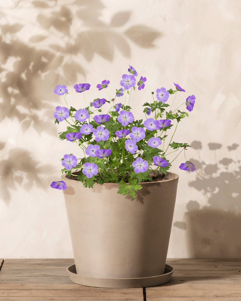 Geranium (blau)