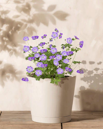 Geranium (blau)