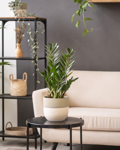 Ein modernes Wohnzimmer verfügt über ein hellbeiges Sofa vor einer grauen Wand. Im Vordergrund steht eine grüne ZZ-Pflanze im Keramik-Topfset „Variado“ (2 × 18, 2 × 14) auf einem schwarzen runden Beistelltisch. Im Hintergrund ist ein schwarzes Regal mit Dekoartikeln und Zimmerpflanzen zu sehen.