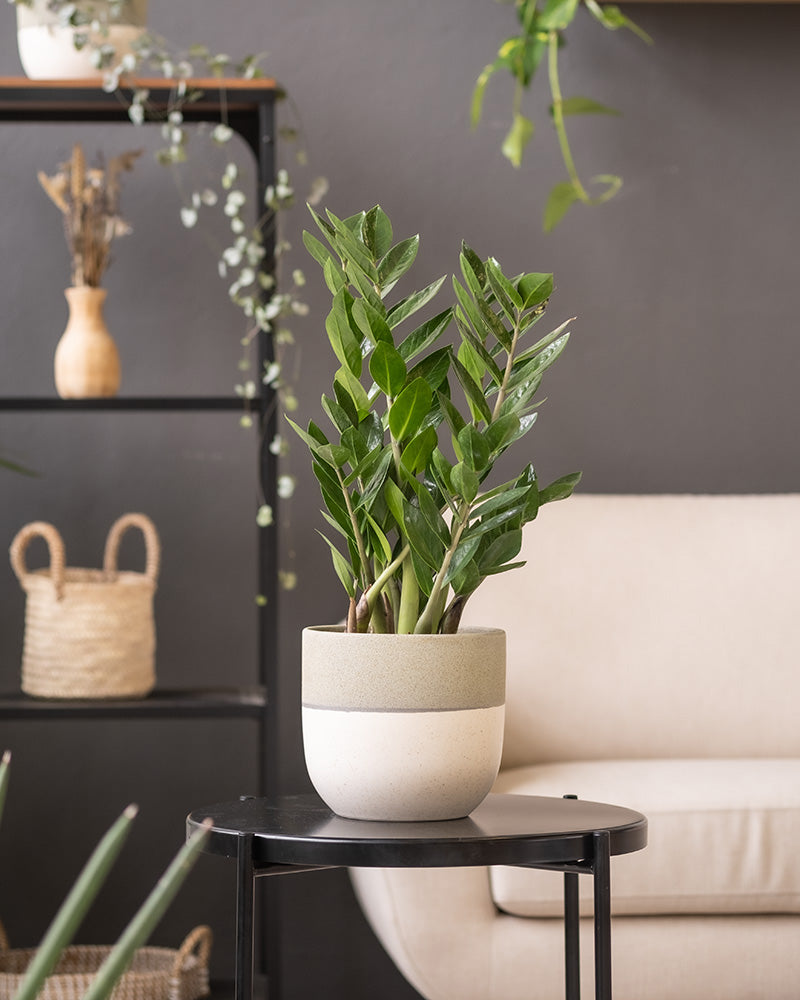 Eine Topfpflanze aus Zamioculcas in einem Keramik-Topfset „Variado“ (2 × 18) steht auf einem schwarzen Beistelltisch in einem modernen Wohnzimmer mit beigem Sofa. Im Hintergrund stehen Holzregale mit geflochtenen Körben, eine Vase mit Trockenblumen und verschiedene hängende Zimmerpflanzen vor einer dunkelgrauen Wand.