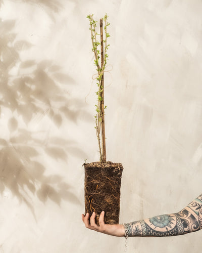 Ein tätowierter Arm hält eine Goji-Beere-Pflanze im Topf mit langen Stielen und kleinen grünen Blättern vor einem hellen Hintergrund. Der Schatten der Blätter wird an die Wand geworfen und die Wurzeln sind vor einem neutralen Hintergrund sichtbar.