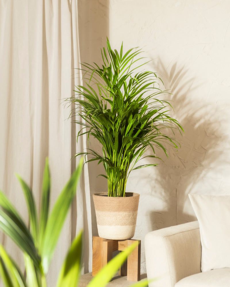 Eine pflegeleichte Goldfruchtpalme im Topf steht auf einem Holzständer neben dem weißen Sofa, während Licht und ein Hauch von Vorhang für tropisches Flair im hellen, gemütlichen Raum sorgen.