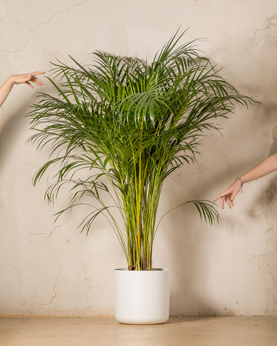 Zwei Hände zeigen auf die Goldfruchtpalme XL