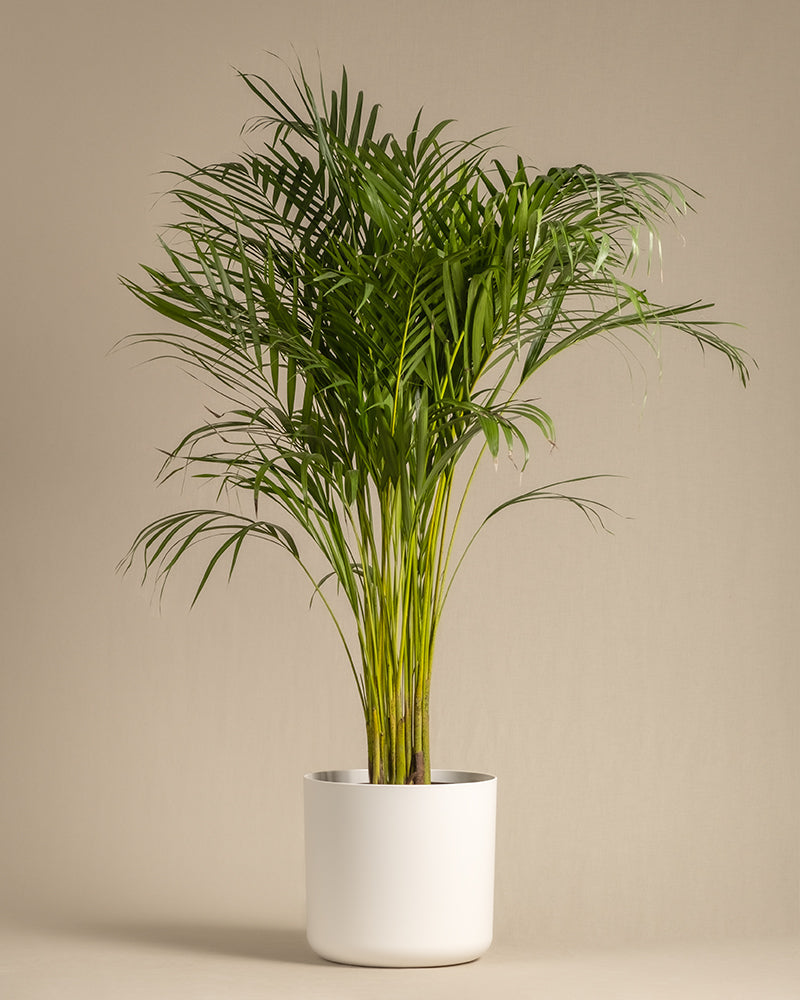 Goldfruchtpalme XL in einem weissen Soft Topf