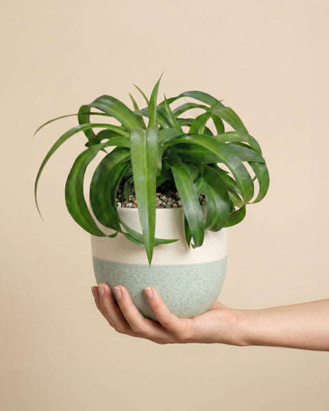 Eine Hand hält eine getopfte Grünlilie 'Green Bonnie' mit langen, bogenförmigen Blättern in einem weißen und mintgrünen Keramiktopf vor einem einfarbig beigen Hintergrund.