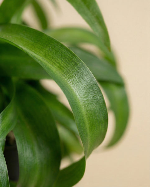 Nahaufnahme der langen, bogenförmigen grünen Blätter der Zimmerpflanze Grünlilie 'Green Bonnie' vor einem neutralen beigen Hintergrund. Die glatten Blätter weisen deutliche Adern auf.