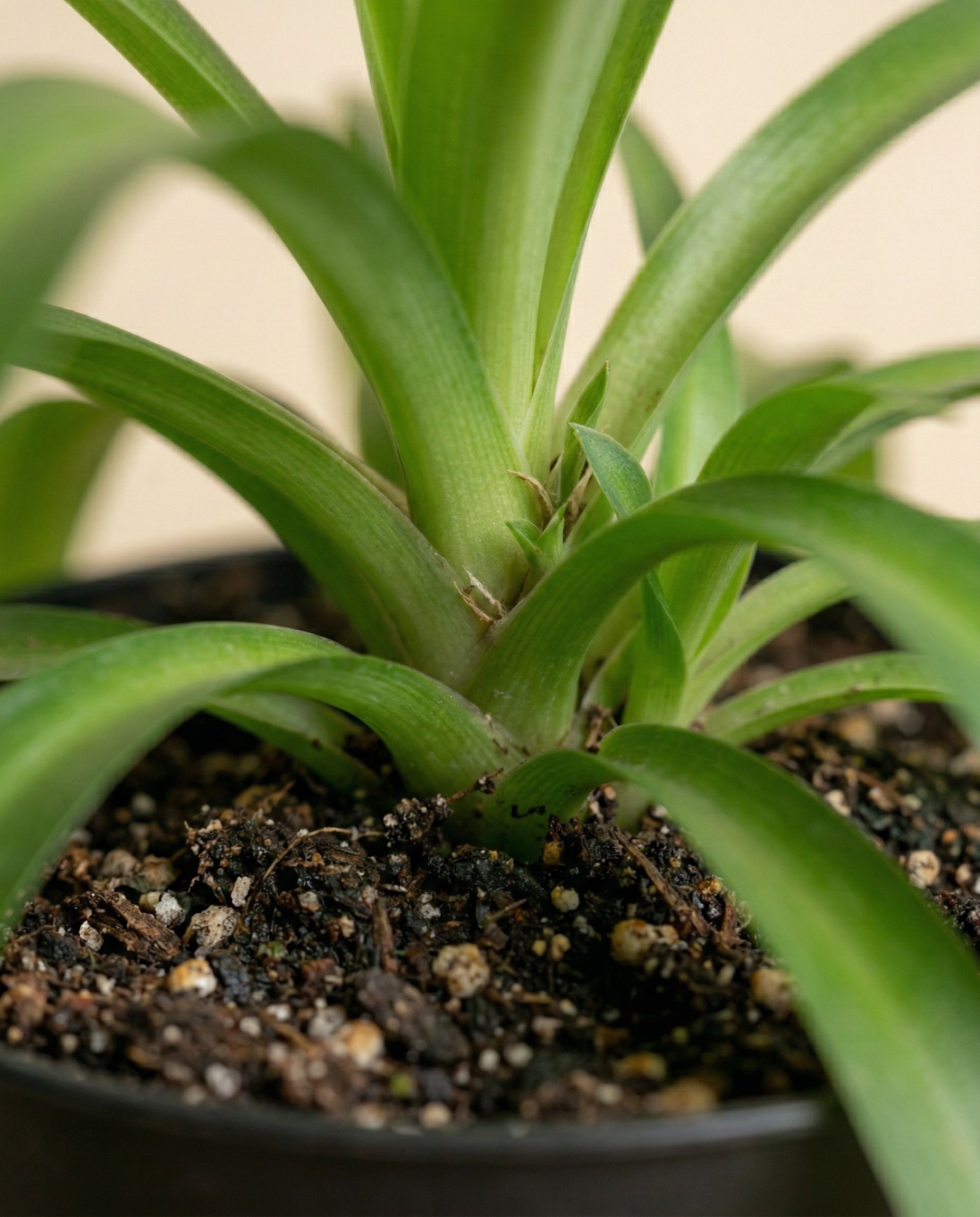 Nahaufnahme einer Grünlilie 'Green Bonnie' mit langen, spitzen Blättern, die aus einem zentralen Stiel in einem mit dunkler Erde und kleinen Kieselsteinen gefüllten Topf sprießen. Diese beliebte Zimmerpflanze bringt frisches Grün in jeden Raum.