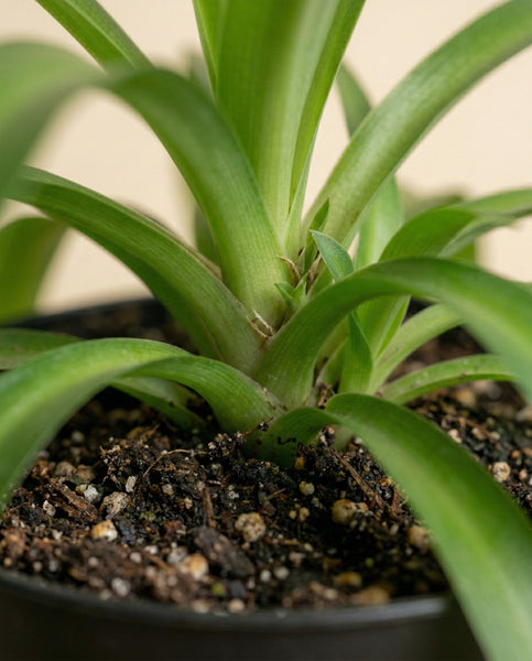 Nahaufnahme einer Grünlilie 'Green Bonnie' mit langen, spitzen Blättern, die aus einem zentralen Stiel in einem mit dunkler Erde und kleinen Kieselsteinen gefüllten Topf sprießen. Diese beliebte Zimmerpflanze bringt frisches Grün in jeden Raum.