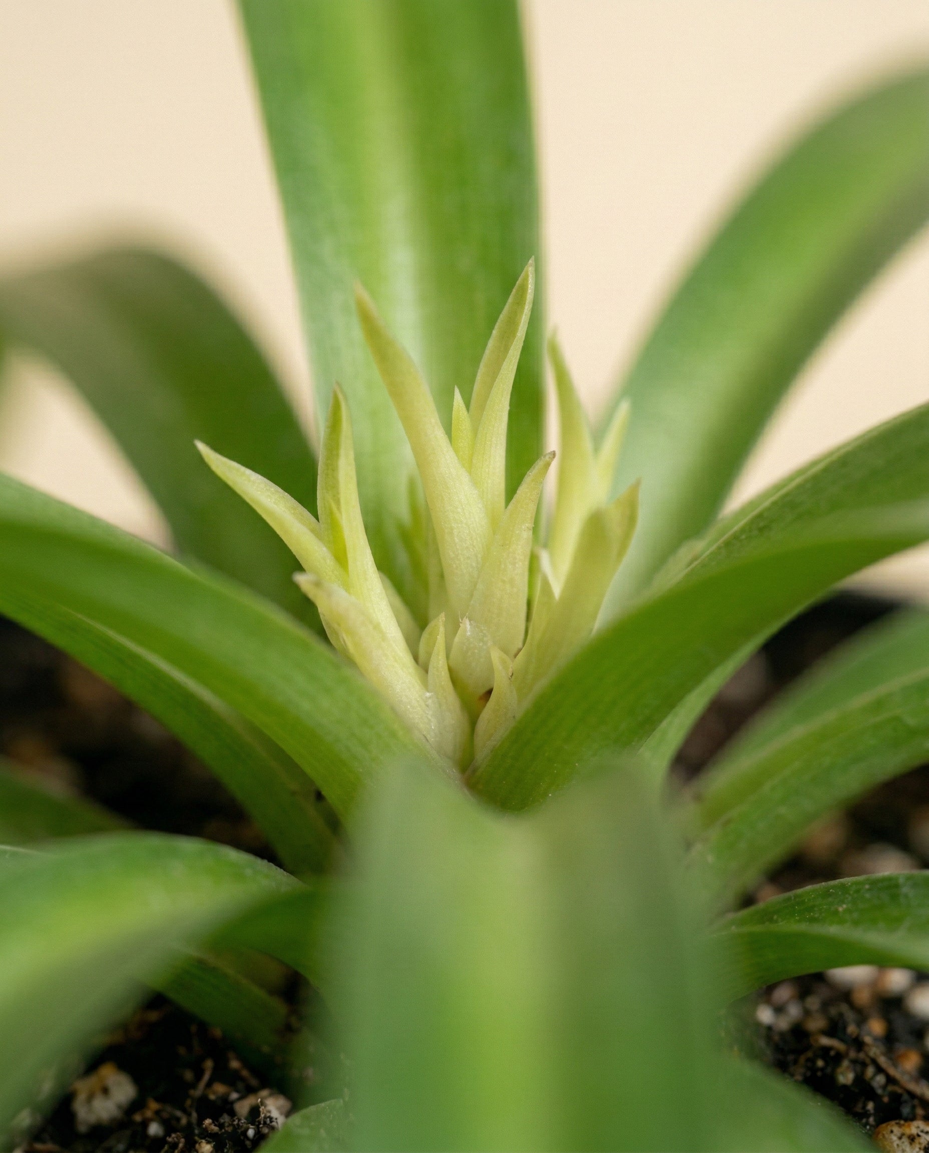 Nahaufnahme von leuchtend grünen Blättern und neuen Trieben der Grünlilie 'Green Bonnie' (Chlorophytum comosum) in Erde. Der sanft verschwommene Hintergrund hebt das gesunde Laub dieser beliebten Zimmerpflanze hervor.