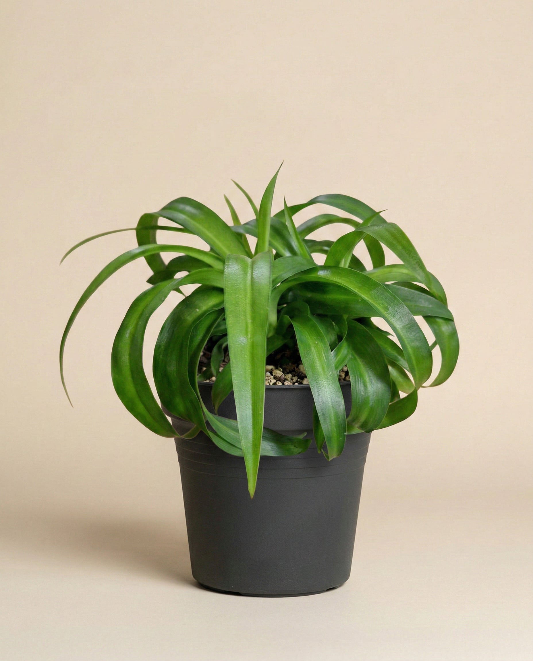 Die Grünlilie 'Green Bonnie' hat lange, geschwungene Blätter in einem schwarzen Topf mit Kieselsteinen vor einem beigen Hintergrund - eine elegante Zimmerpflanze, die sich für jeden Raum eignet.