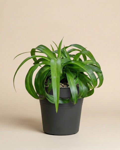 Die Grünlilie 'Green Bonnie' hat lange, geschwungene Blätter in einem schwarzen Topf mit Kieselsteinen vor einem beigen Hintergrund - eine elegante Zimmerpflanze, die sich für jeden Raum eignet.