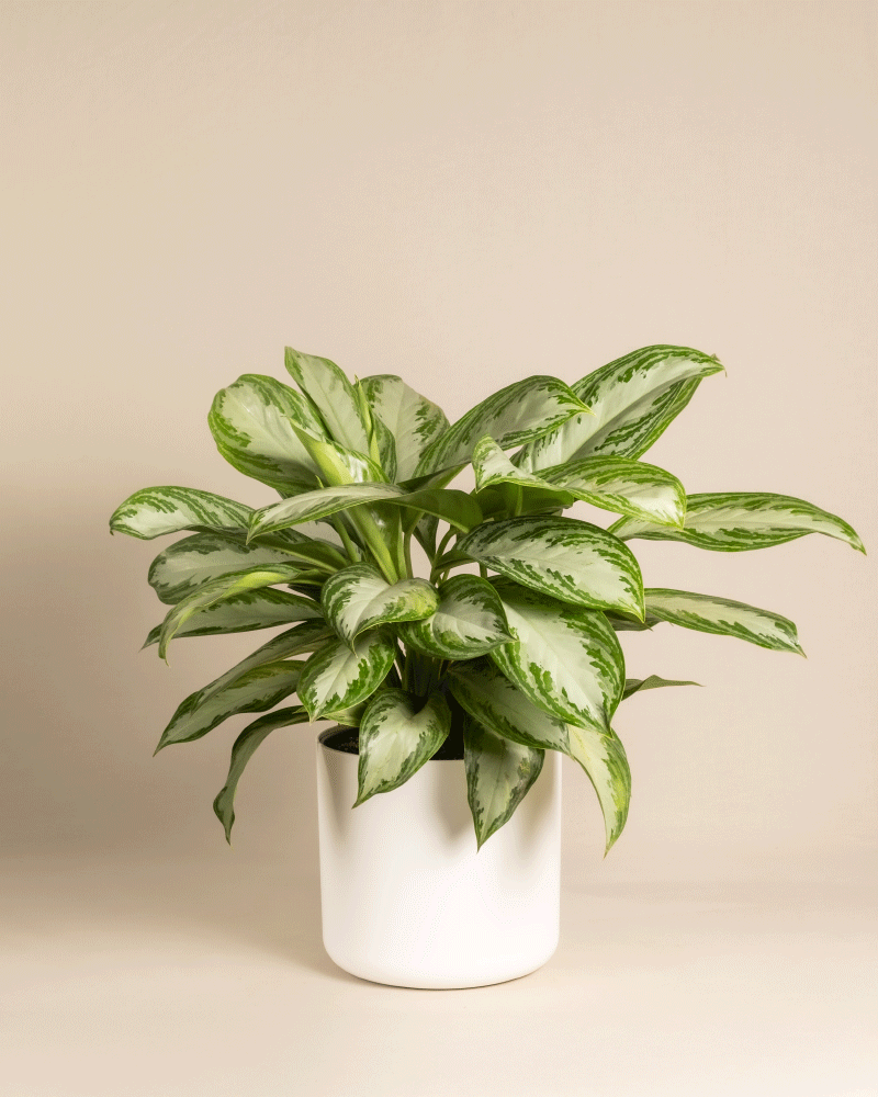 Eine große Aglaonema Silver Bay mit silbernen Blättern steht in einem schlichten weißen Topf vor beigem Hintergrund.