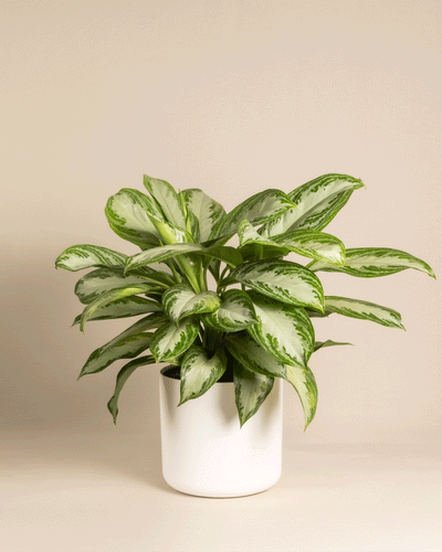 Eine große Aglaonema Silver Bay mit silbernen Blättern steht in einem schlichten weißen Topf vor beigem Hintergrund.