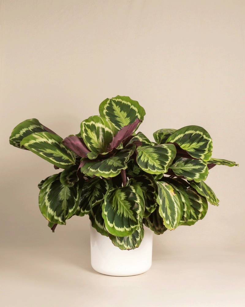 Eine Große Calathea Roseopicta mit großen, gemusterten grünen Blättern steht in einem weißen Topf vor einem schlichten beigen Hintergrund. Ihr auffälliges Laub weist verschiedene Grüntöne und hellgrüne Markierungen auf.