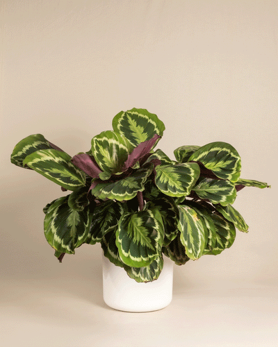 Eine Große Calathea Roseopicta mit großen, gemusterten grünen Blättern steht in einem weißen Topf vor einem schlichten beigen Hintergrund. Ihr auffälliges Laub weist verschiedene Grüntöne und hellgrüne Markierungen auf.
