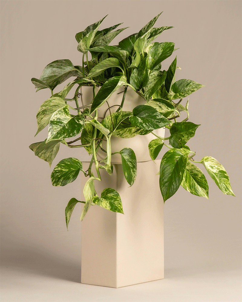 Eine große Efeutute Marble Queen (auch Epipremnum pinnatum 'Marble Queen' genannt) in verschiedenen Keramiktöpfen