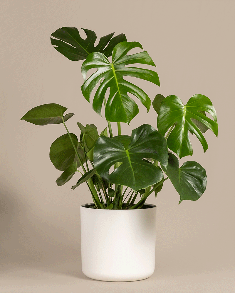 Eine große Monstera in 'Soft'-Kunststofftöpfen in den Farben Weiß und Anthrazit.