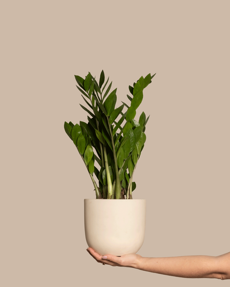 Eine Person hält die Große Überraschungspflanze in der Hand, eine grüne Topfpflanze mit dicken, glänzenden Blättern, die vor einem sanften beigen Hintergrund dem Zuhause einen Hauch von Natur verleiht.