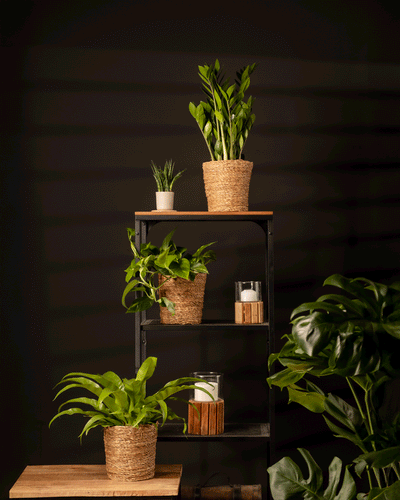 Ein Metallregal mit mehreren großen Überraschungspflanzen in geflochtenen Körben und Keramiktöpfen bringt Grün in das Zuhause vor einer dunklen Wand. Kerzen werfen Schatten und schaffen eine gemütliche Atmosphäre.