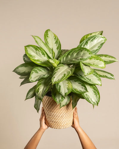 Zwei Hände halten einen geflochtenen Korb mit einer großen Aglaonema Silver Bay – ihre breiten, silbrig-grünen Blätter heben sich eindrucksvoll vom schlichten, beigen Hintergrund ab.